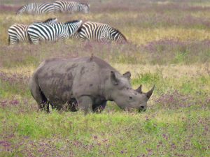 rhino and zebra